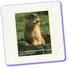 Humour - La Marmotte Elle Fume .jpg